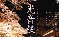 光音桜