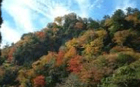 緑仙峡紅葉